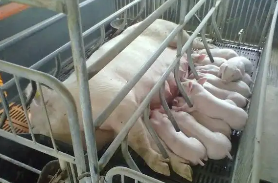 母猪分娩看护与否对仔猪成活率影响有多大？值夜班每年可以多产1000头仔猪