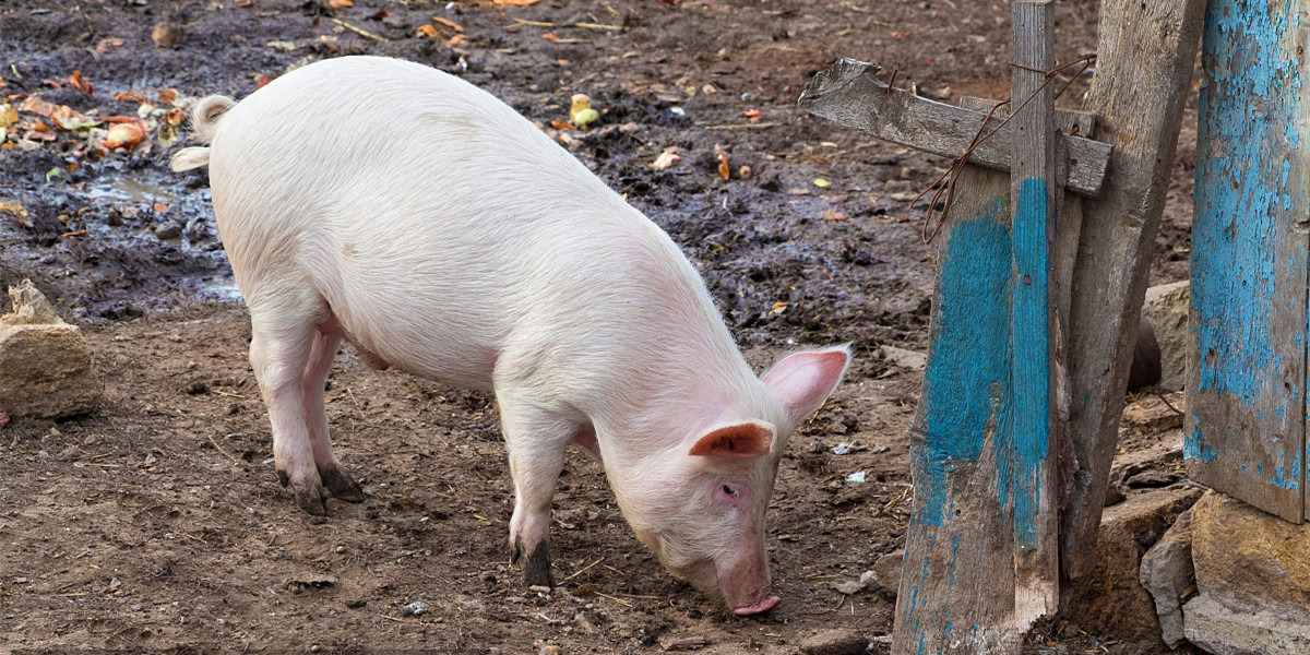 你知道哪些传染病会导致猪呕吐吗？这6种猪病如何防治？