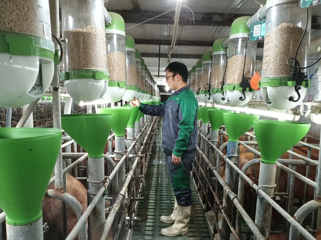 猪场里升级打怪，他投身智能养猪实践，从养猪小白到提拔为线长！