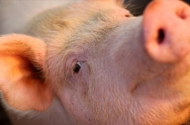 怎么预防保育仔猪蓝耳病，如何合理的接种疫苗？