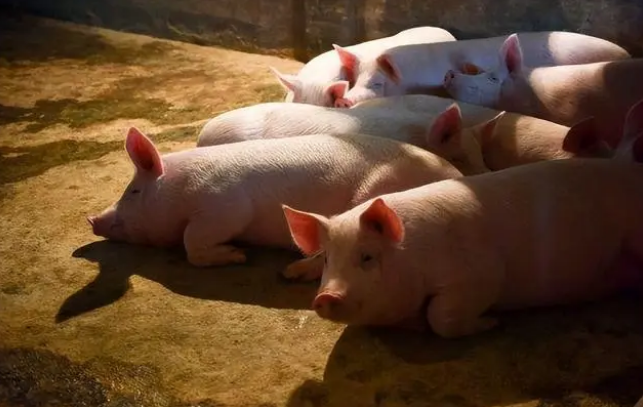 猪总是莫名的生病，是不是中了这些毒？ 中毒后怎么办？
