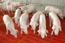 小规模猪场在采购时如何购买到实用的养猪设备呢?