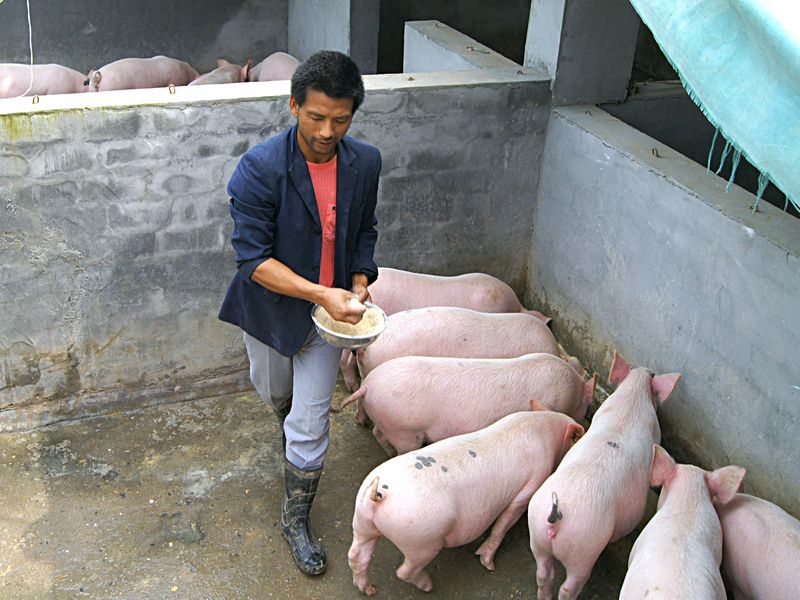 17种猪常见中毒的中草药解救方法，养猪人请看完！
