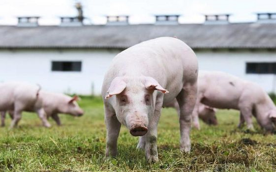 年关将至，猪肉价格还会再涨吗？从美国运16800吨生猪产品回国？