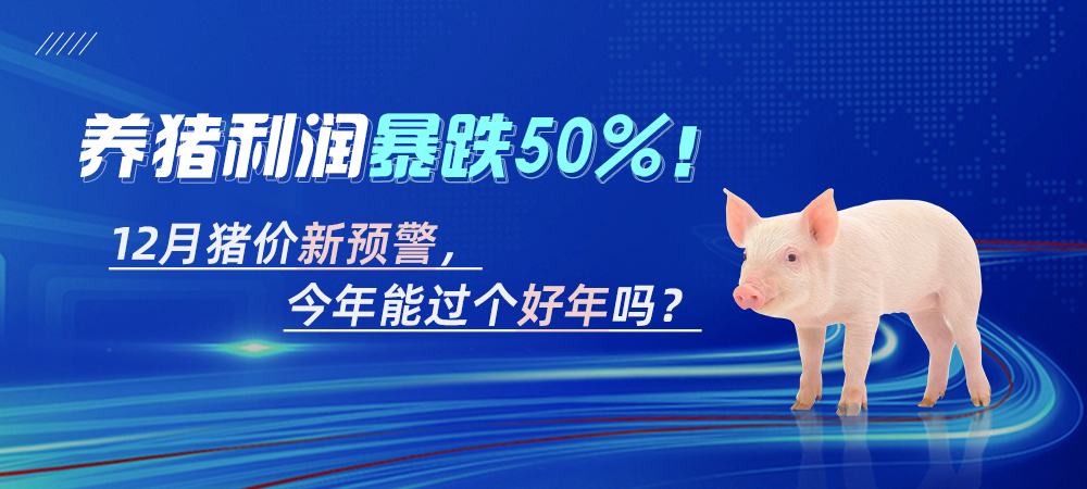 养猪利润暴跌50%！12月猪价新预警，今年能过个好年吗？