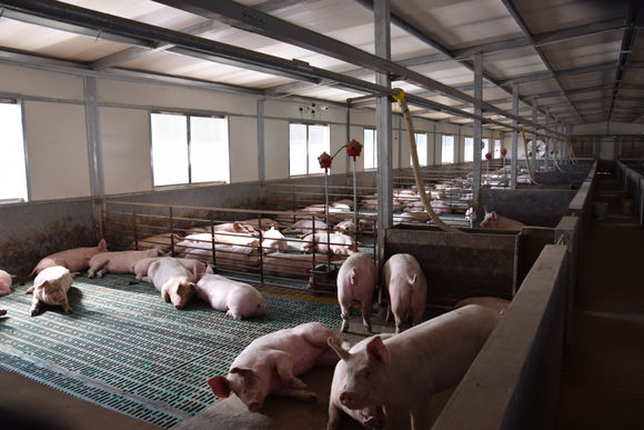 为什么猪场配备空气过滤系统是必然选择？