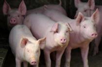 12月猪市呈现3大特点，整体价格或维持在11.5-12.5元/斤？