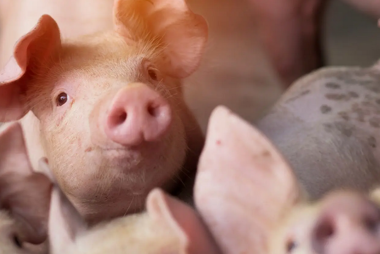 最新！农业农村部正式公布，3600万头猪冲击市场！供需巨变令人惊心！