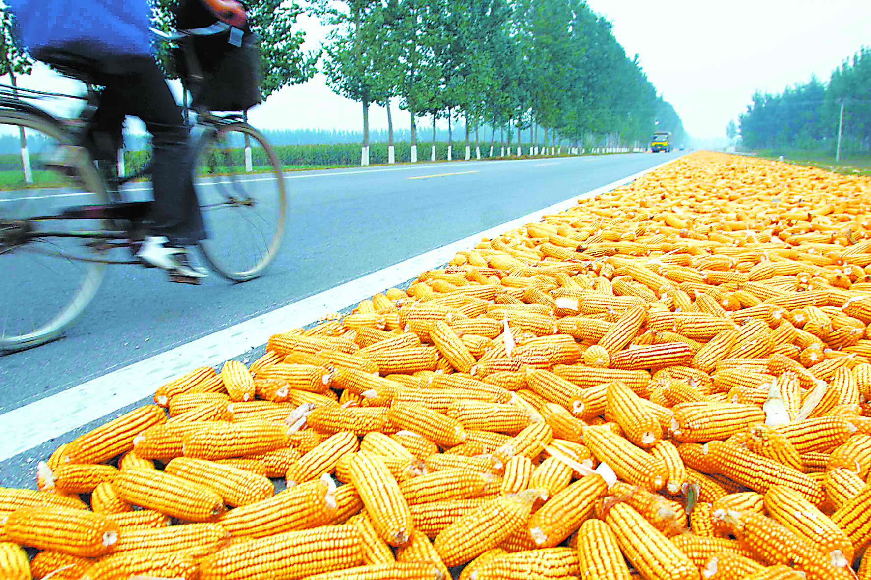 中粮集团首购6.8万吨，中国开启巴西玉米进口，为何从巴西进口？