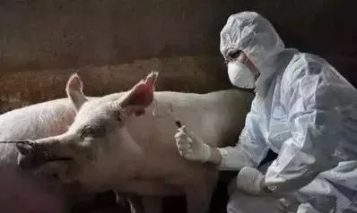 母猪
