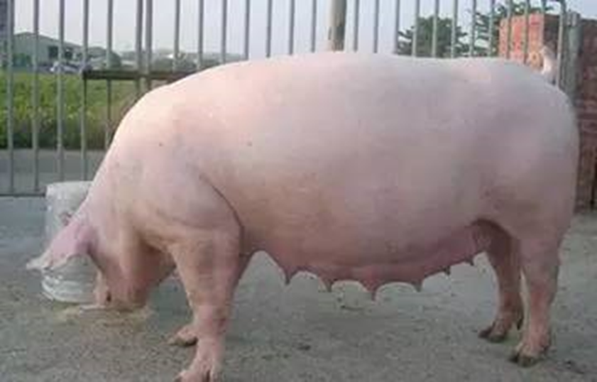 母猪