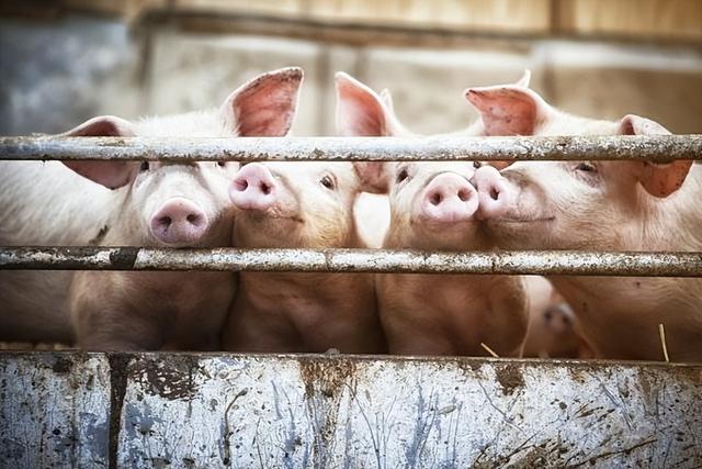 2022年12月03日全国各省市种猪价格报价表，猪价跌势止步，市场一片红，母猪价格能否迎来涨势？