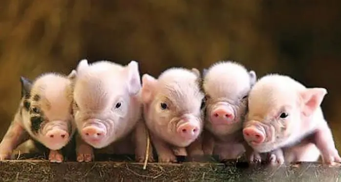 2022年12月05日全国各省市10公斤仔猪价格行情报价，饲料降价，养猪成本降低，现在补栏仔猪合适吗？