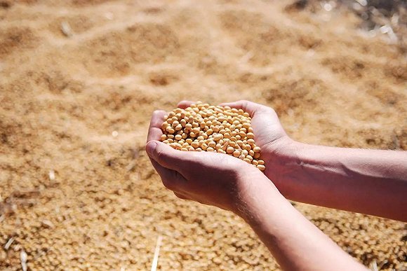 豆粕跌至4700元/吨，跌幅超800元！饲料为何难降价？