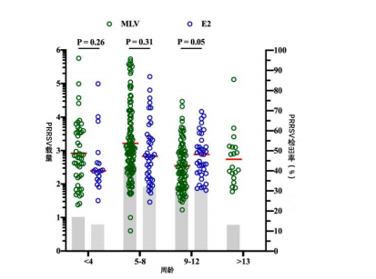 猪瘟活苗和 E2 免疫母猪所生仔猪在不同年龄阶段的血清样品中的蓝耳病毒载量（点，左 Y 轴）和蓝耳病毒的检出率（柱状图，右 Y 轴）