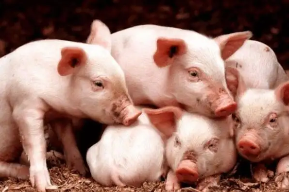 2022年12月05日全国各省市20公斤仔猪价格行情报价，猪价或上涨空间或将不足，仔猪价格价格何去何从？