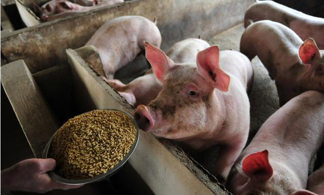 养猪人注意了！冬季养猪牢记“两喂五不喂”，不懂马上看一下！