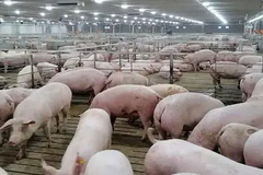 料肉比达到2.8，单头利润1700元，代养户走上自养户道路