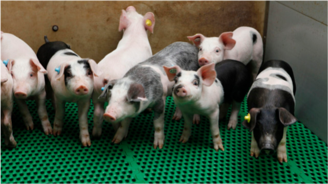 美国生猪销售持续低于一年前