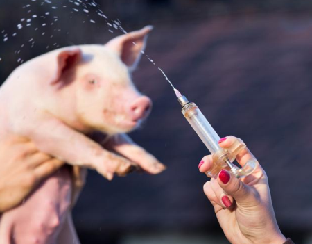 猪疫苗注射