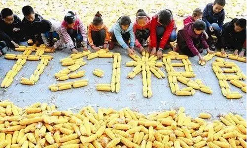 中国一半的玉米用来喂猪，0.34亿吨被浪费掉，节粮降耗刻不容缓！