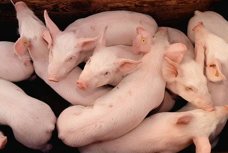 如何降低外购仔猪的发病率？外购小猪饲养管理要点总结
