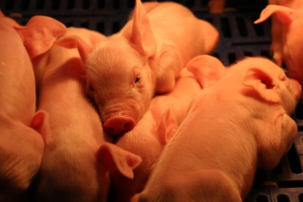 承德中育种猪示范场二期项目迎来首窝仔猪，当日累计分娩20窝！