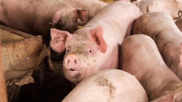 意大利一个猪场检测到猪圆环病毒2e型