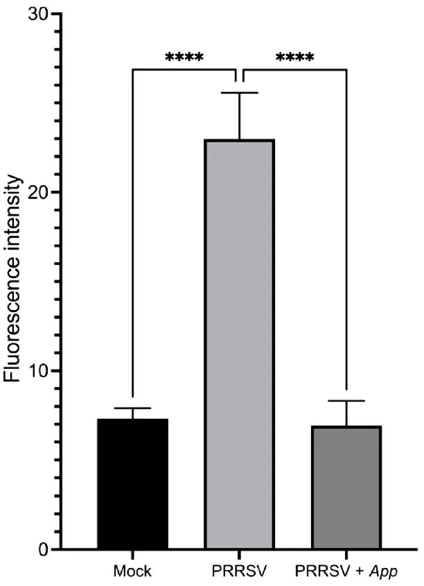 免疫荧光比较法显示猪肺炎放线杆菌代谢物对蓝耳病毒有明显的抗病毒效果