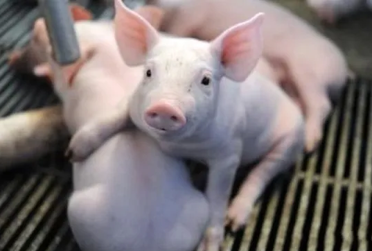 豬價有風險，屠企開啟猛烈壓價，豬價上漲還有希望嗎？