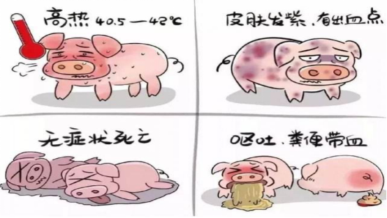 非瘟传播途径多！黏膜免疫在“防非、防控”方面取得突破性研究进展！
