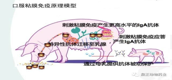 非瘟传播途径多！黏膜免疫在“防非、防控”方面取得突破性研究进展！