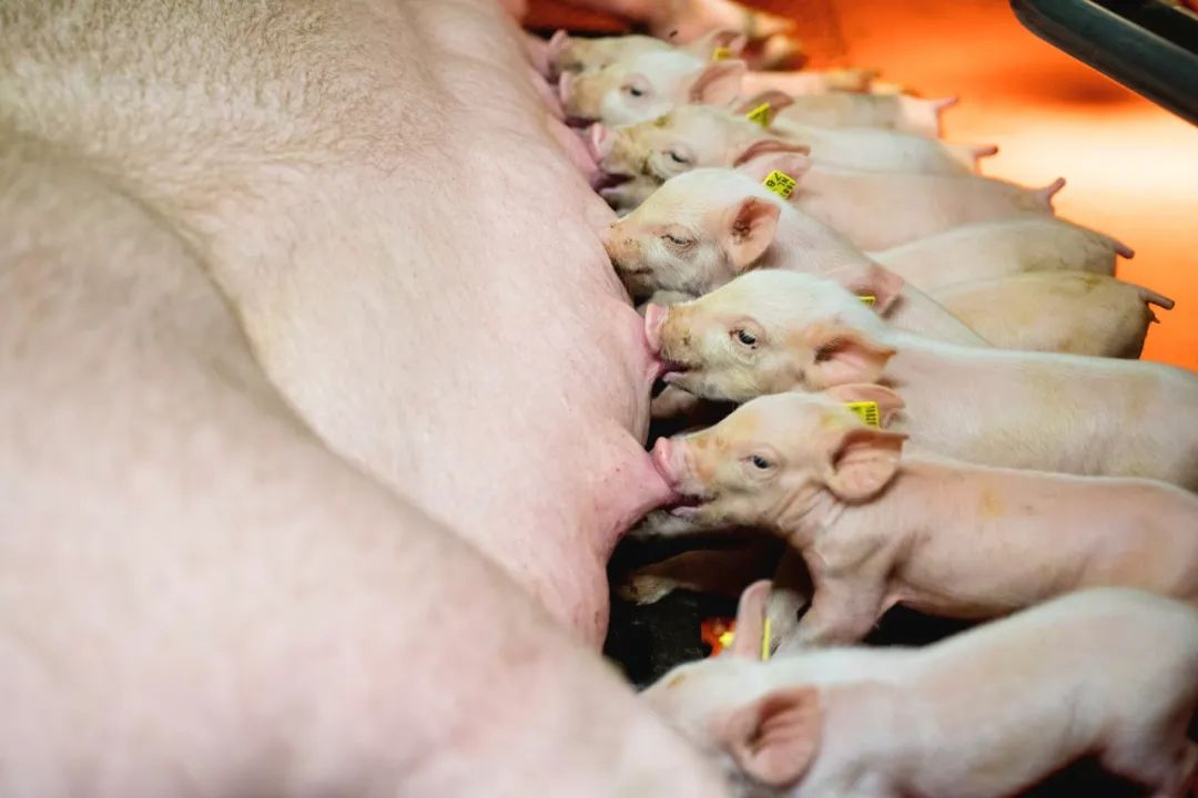 案例分享：托佩克种猪与自由分娩模式