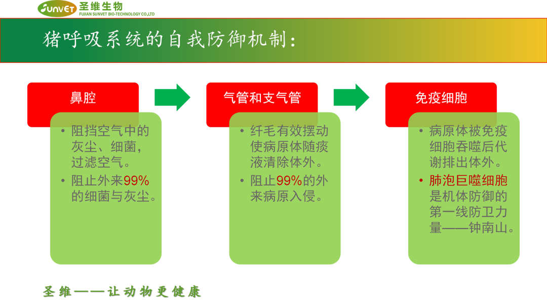 猪呼吸道疾病如何防控？8大规律助力猪场防控不再迷茫！