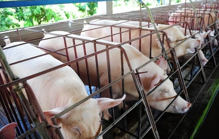 上市猪企最新成本：牧原低于7.75元/斤，温氏8.05元/斤！与国外的差距在哪？