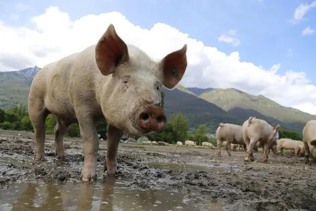 猪冬季易发疾病与防治，养猪人都要看看！