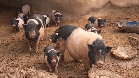 农业农村部：10月份散养与规模养殖生猪每头净利润继续上涨