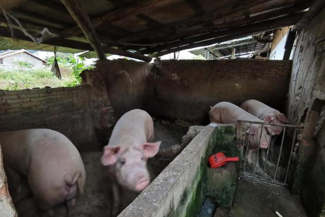 禁养区养猪扰民污染河流，最新进展来了！