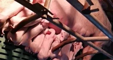 如何提高母猪产仔数，提高猪场的经验效益？