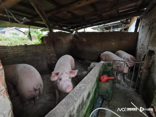 肉猪存栏量已经减栏至8头