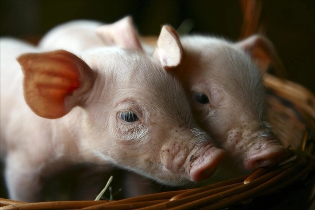 仔猪营养性腹泻是因为错误的饲料配方设计？