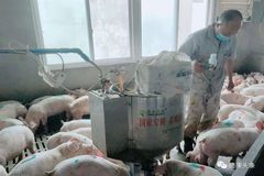 注重细节，认真把猪养好，是他养猪低成本的秘诀！