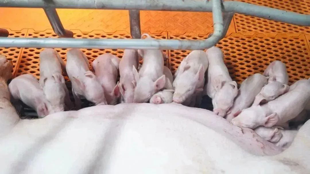 养猪11年，喂料也是门手艺！扬翔饲料助力养猪人把猪越养越好！