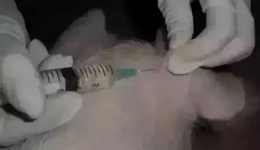 猪打针
