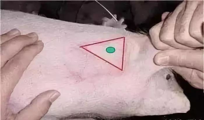 猪打针