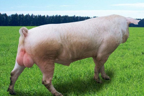公猪是猪场的宝贝，安全合理的使用公猪非常重要！