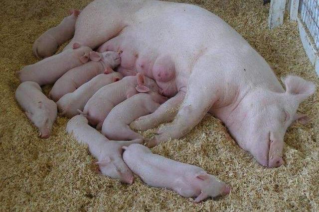 产房温度会影响到仔猪的成活率，母猪产房温度多少比较合适？
