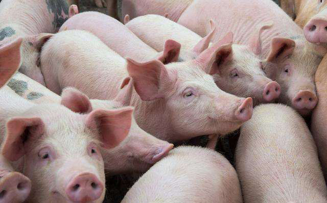 养猪场用消毒剂消毒，用哪“三种方式”，其效果很显著？