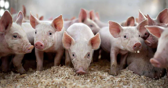 2022年12月23日全国各省市10公斤仔猪价格行情报价，主流报价在400-550元/头，现在补栏仔猪，明年能挣钱吗？
