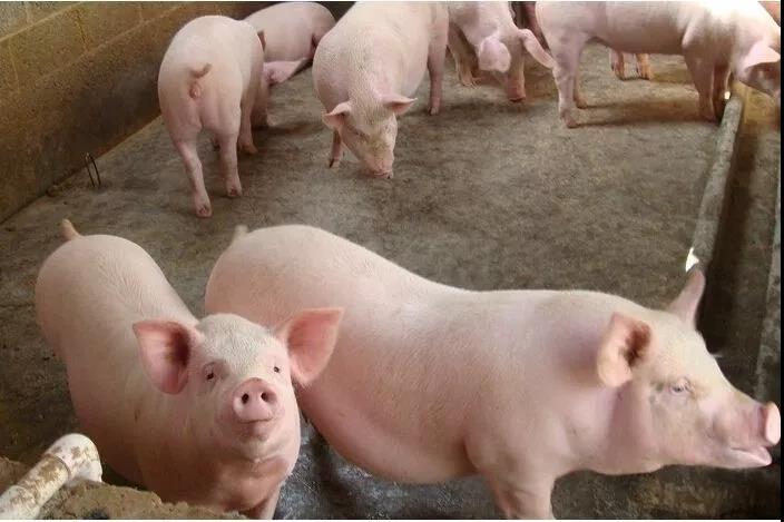 猪粮比进入过度下跌二度预警区间！业内预测：2023年生猪均价可能在18-20元/公斤